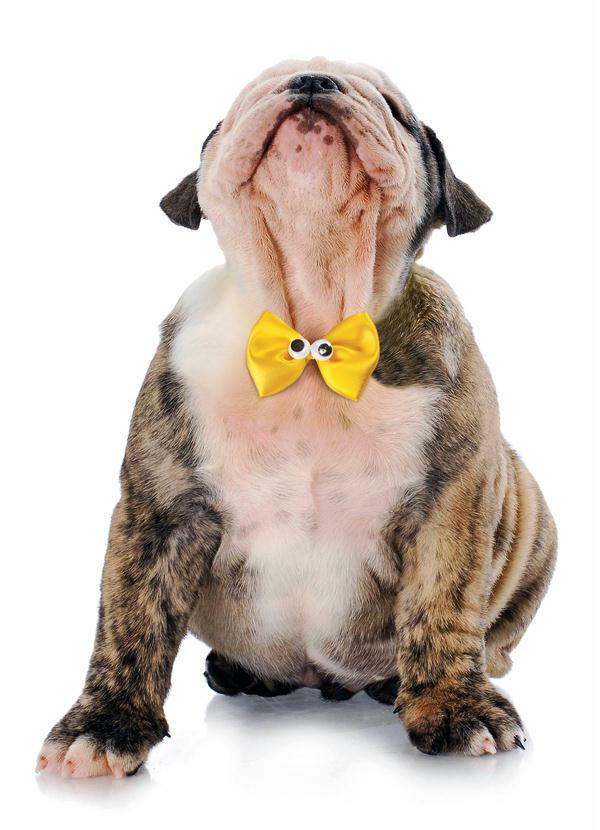 Lar e Lazer - Gravata Borboleta Amarela para Cachorro